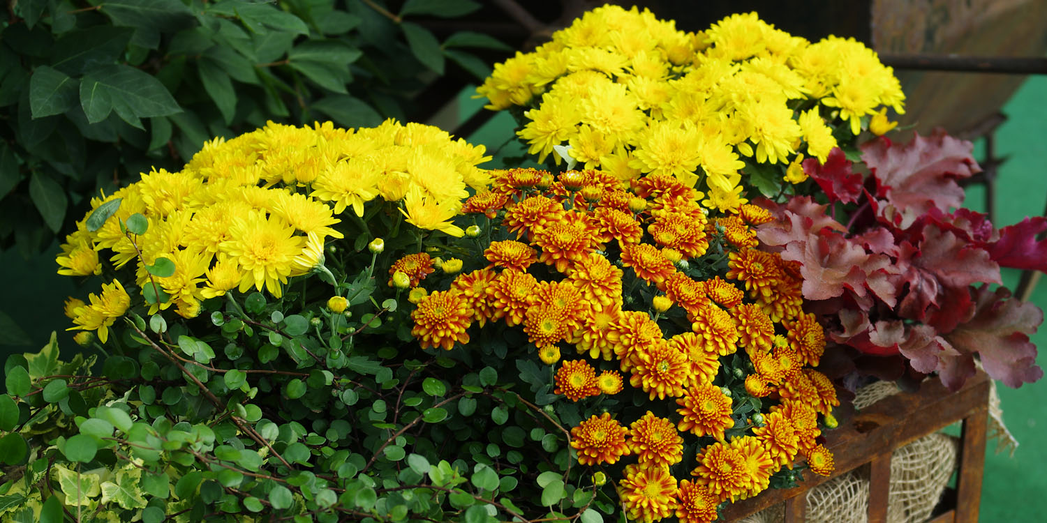 Chrysanthemum Pflanzen von Kientzler Chrysanthemum Pflanzen von Kientzler