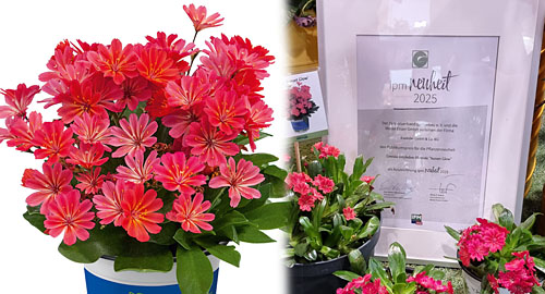IPM 2025 Neuheit Lewisia Sunset Glow