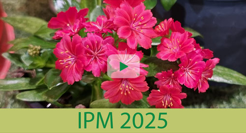 IPM 2025