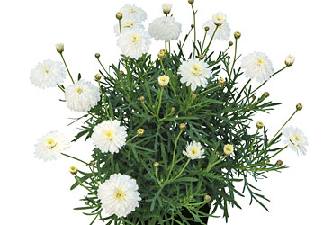 Argyranthemum Coconut Mallow