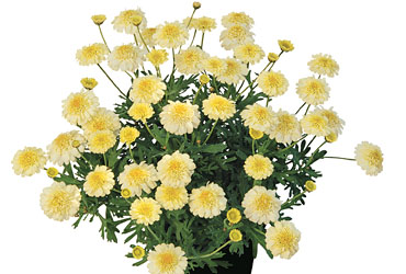Argyranthemum Popcorn