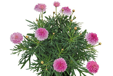 Argyranthemum Raspberry Ruffles