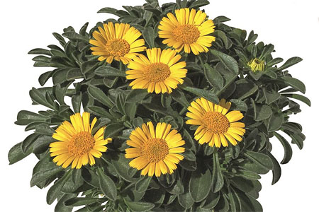 Asteriscus Asterix Asteriscus Asterix