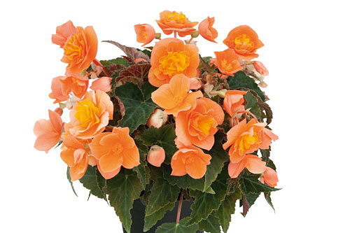 Begonia BELLISSA Orange