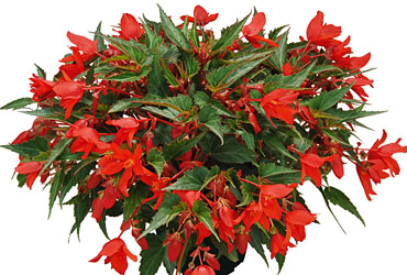 Begonia Summerwings 'Coral Elegance'