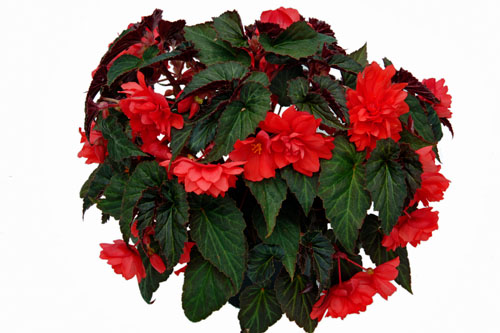 Begonia SUMMERWINGS Double Red