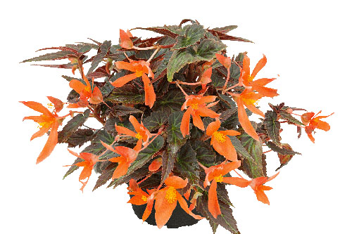 Begonia SUMMERWINGS Ebony & Orange 2024