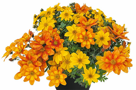 Bidens Duo Sunshine Bidens Duo Sunshine