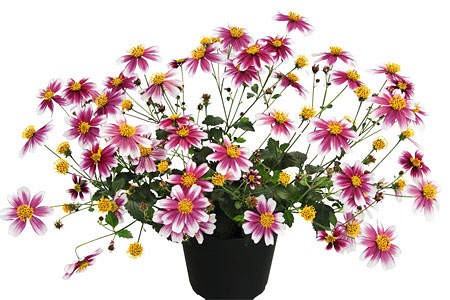 Bidens Firelight Bidens Firelight