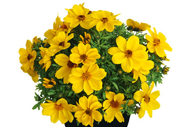 Bidens Popstar
