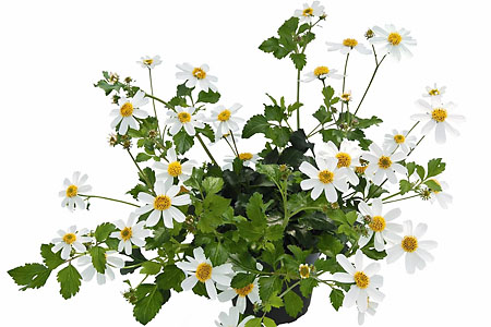 Bidens Starlight Bidens Starlight