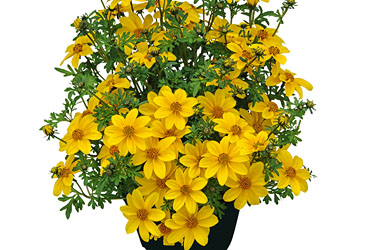 Bidens Tweety Compact 2015