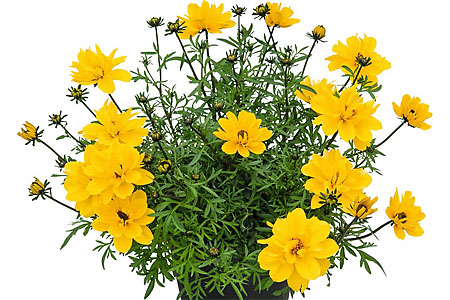 Bidens Tweety Elegance Bidens Tweety Elegance