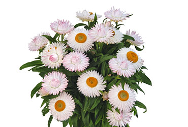 Bracteantha Sunbrella Light Pink