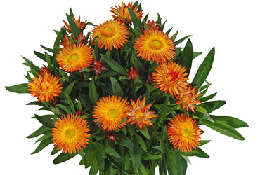 Bracteantha Sunbrella Orange