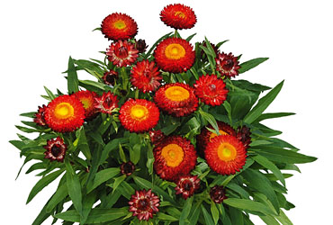 Bracteantha Sunbrella Red