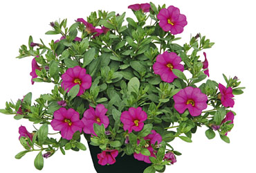 Calibrachoa Superbells Unique Dark Pink