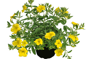 Calibrachoa Superbells Unique Golden Yellow