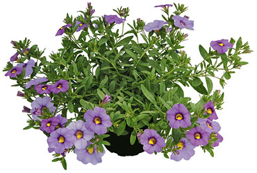 Calibrachoa Superbells Unique Lavender