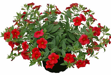 Calibrachoa Superbells Unique Light Red