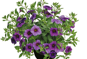 Calibrachoa Superbells Unique Lilac