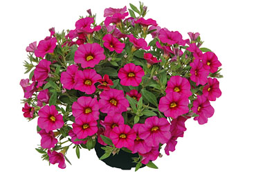 Calibrachoa Superbells Unique Pink