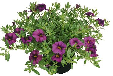 Calibrachoa Superbells Unique Plum