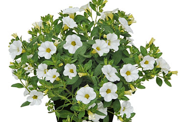 Calibrachoa Superbells Unique White