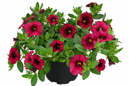 Calibrachoa Unique Magenta Calibrachoa Unique Magenta