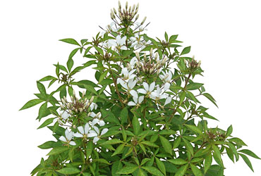 Cleome Senorita Blance 2015