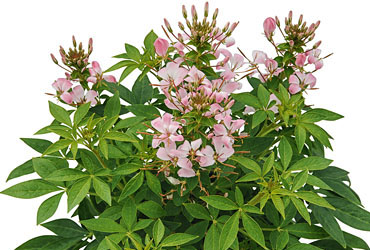 Cleome Senorita Carolina