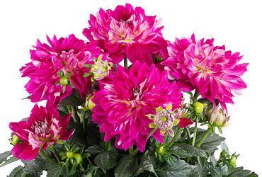Dahlia Dalina Maxi Cadena