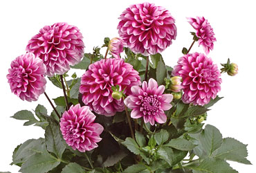 Dahlia Dalina Maxi Colima