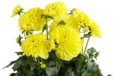 Dahlia Dalina Maxi Sonora