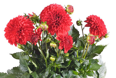 Dahlia Dalina Maxi Topia