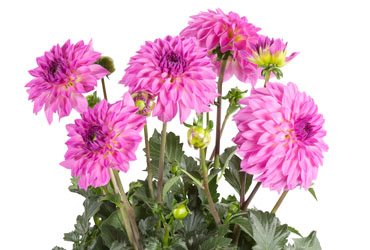 Dahlia Dalina Maxi Zarco