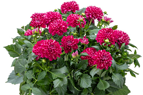 Dahlia MAYA DAHLIA Deep Pink