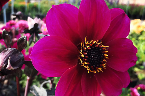 Dahlia MYSTIC Wizard