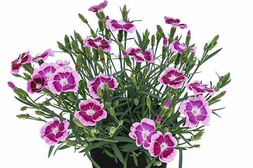 Dianthus TOUCH Big Touch