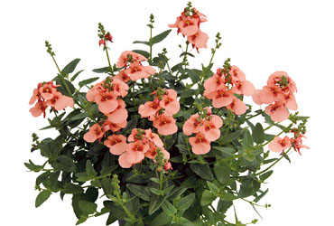 Diascia Breezee Plus Apricot