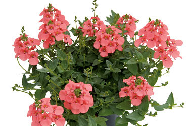 Diascia Breezee Plus Coral