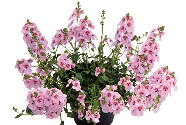 Diascia Breezee Plus Patel