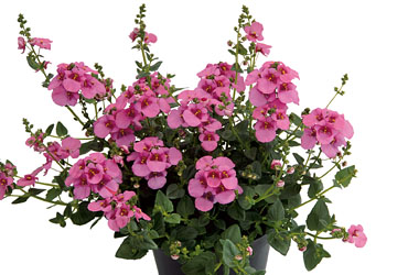 Diascia Breezee Plus Pink