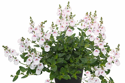 Diascia Breezee Plus White
