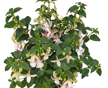 Fuchsia Shadowdancer Albina
