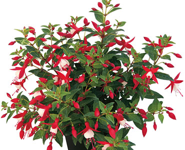 Fuchsia Shadowdancer Helena