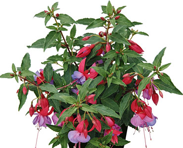 Fuchsia Shadowdancer Lea