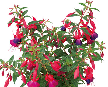 Fuchsia Shadowdancer Marcia Improved