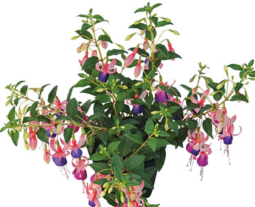 Fuchsia Shadowdancer Sophia