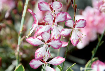 Gaura Freefolk Rosy